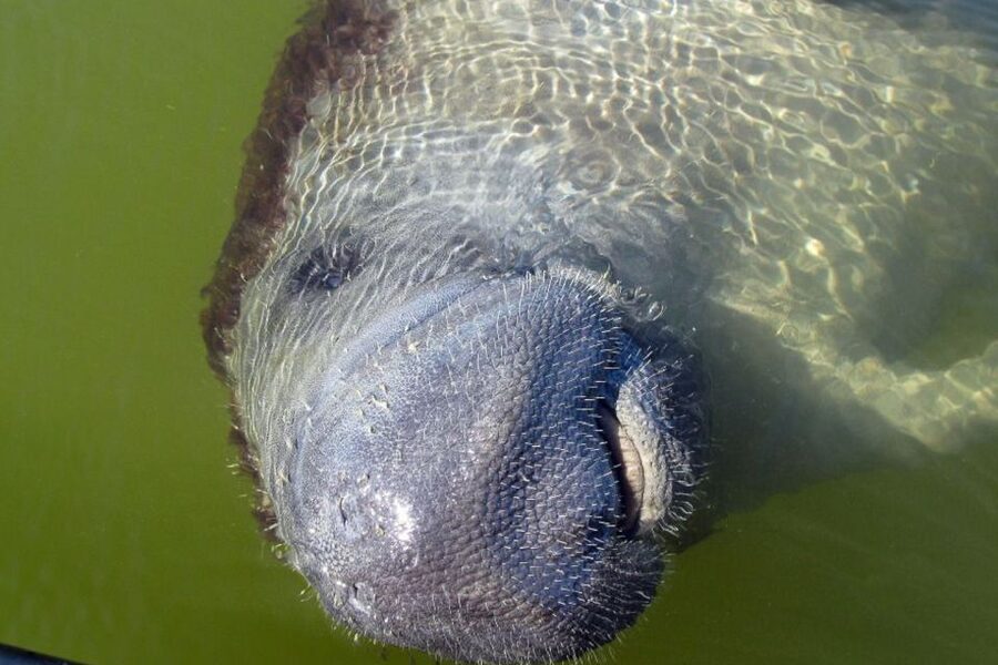 Marco Island: 2-Hour Dolphin, Birding, and Shelling Tour - FAQ