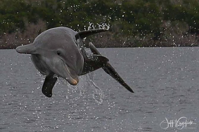 Marco Island: 2-Hour Dolphin, Birding, and Shelling Tour - Watching dolphins in the Ten Thousand Islands