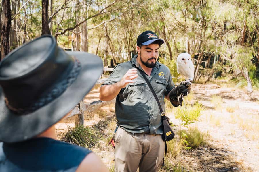 Margaret River: Birds of Prey Encounter and Forest Walk - Meeting Margaret River’s rescued raptors
