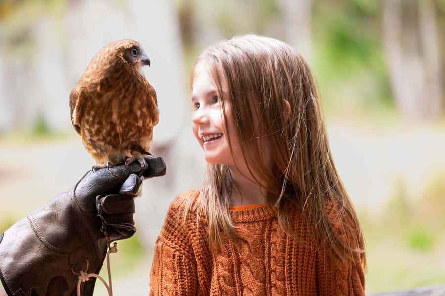 Margaret River: Birds of Prey Encounter and Forest Walk - What happens during the bird of prey encounter
