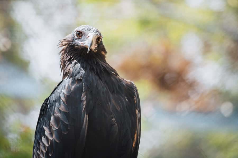 Margaret River: Birds of Prey Encounter and Forest Walk - Walking the 1km forest route
