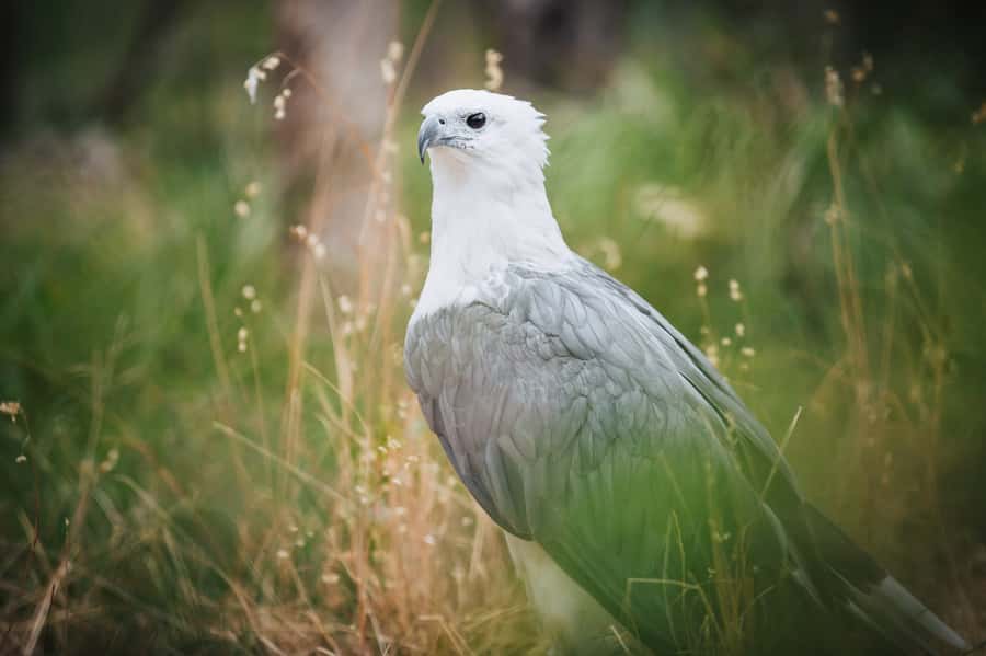 Margaret River: Birds of Prey Encounter and Forest Walk - Is $17 good value?