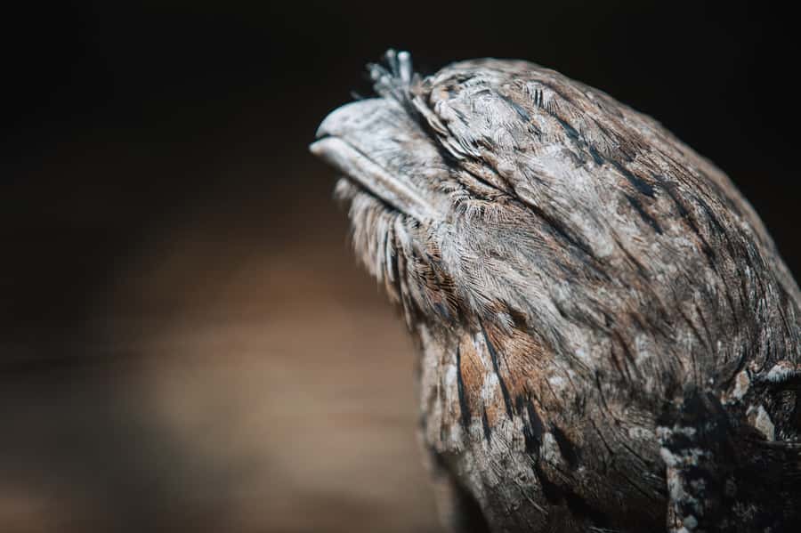 Margaret River: Birds of Prey Encounter and Forest Walk - Who will enjoy this visit most?