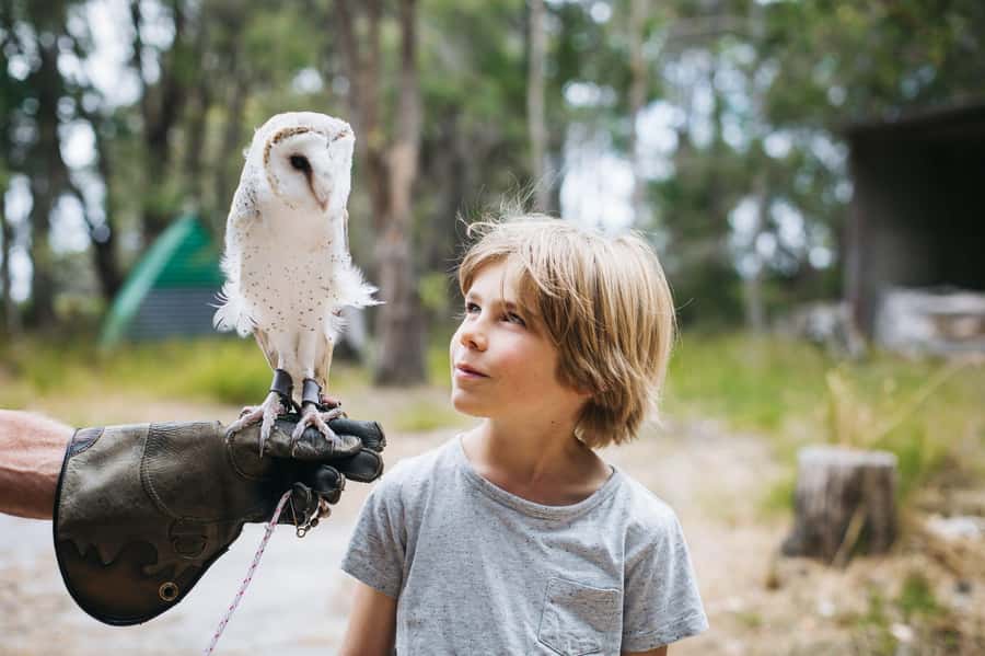 Margaret River: Birds of Prey Encounter and Forest Walk - The conservation lessons are more than decoration