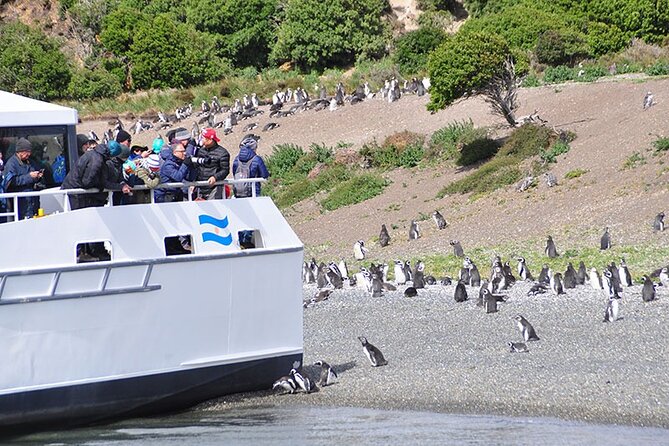 Martillo Island: Boat Trip to the Penguin Colony & Beagle Channel - The essential facts at a glance