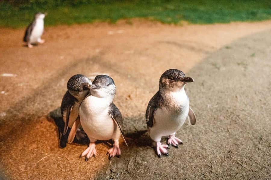 Melbourne: Boutique Phillip Island Wine, Dine & Penguin Tour - Meeting for coffee at the Arts Centre