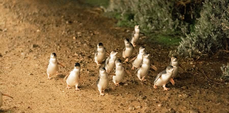 Melbourne: Boutique Phillip Island Wine, Dine & Penguin Tour - What to pack and what to know
