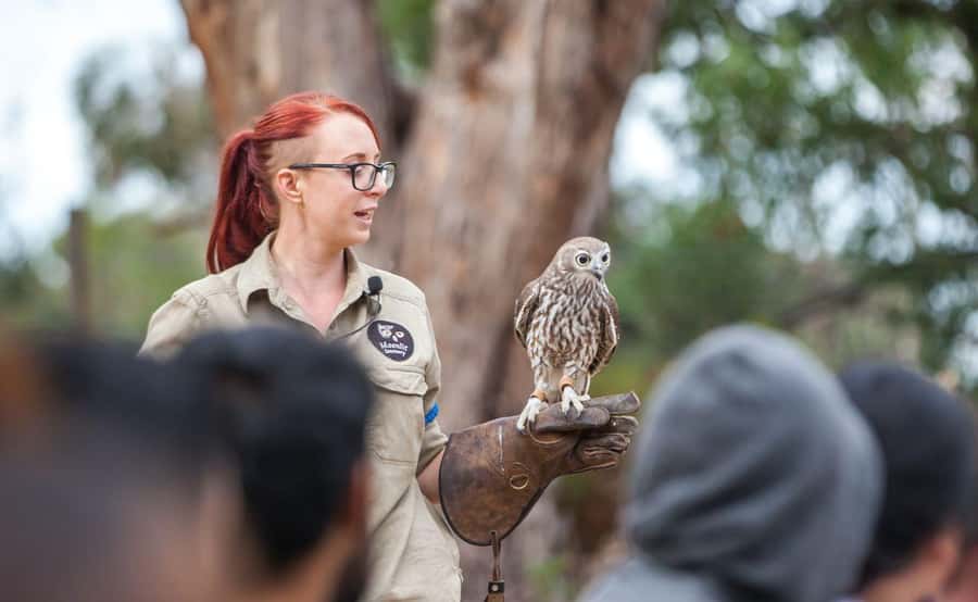 Melbourne: Great Ocean Road, Penguin Parade & Free City Tour - What the $236 price really covers