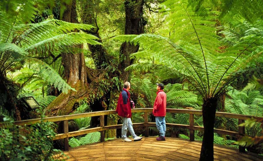 Melbourne: Great Ocean Road, Penguin Parade & Free City Tour - Guides, languages, and group comfort