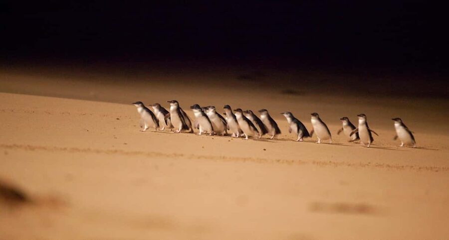 Melbourne Highlights, Moonlit and Penguin Parade Day Tour - Practical tips for a better day