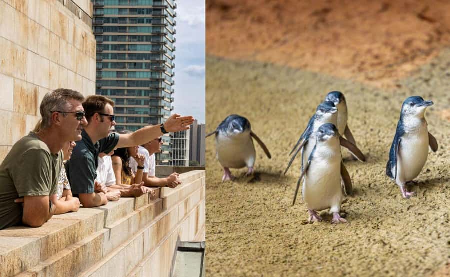 Melbourne Magic: City Highlights and Penguin Parade Tour - Two Victorian highlights in one long day
