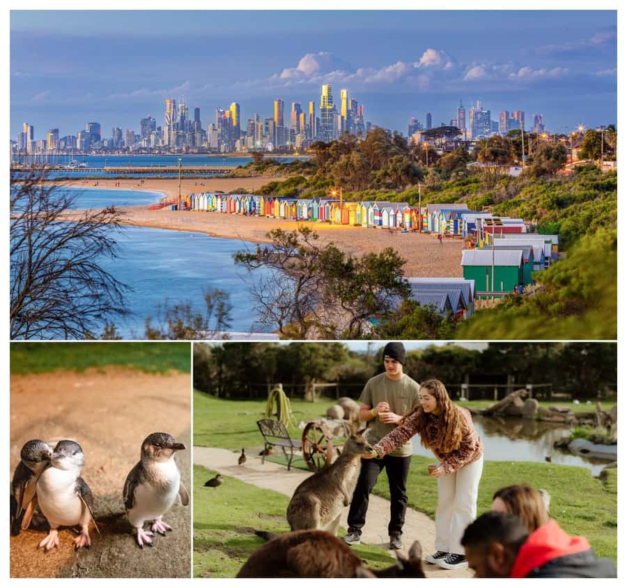 Melbourne: Penguin Parade , Koala & Brighton Bathing Boxes - Brighton’s 82 bathing boxes in 30 minutes