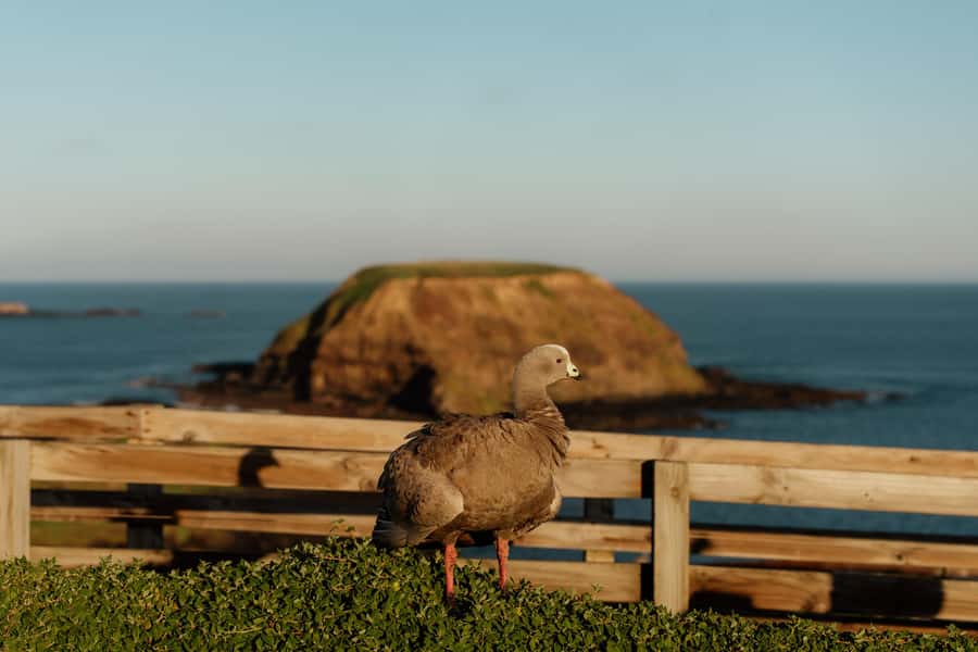Melbourne: Penguin Parade , Koala & Brighton Bathing Boxes - Two hours with Australian animals at Maru
