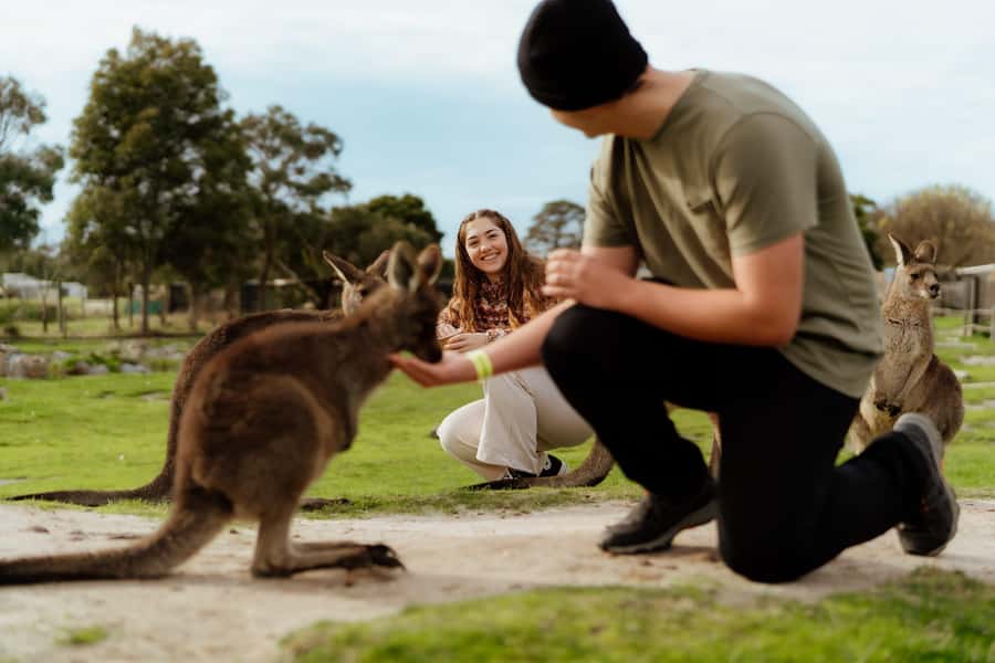 Melbourne: Penguin Parade , Koala & Brighton Bathing Boxes - Starting in Melbourne with three pickup choices