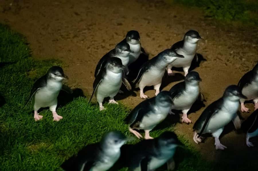 Melbourne: Penguin Parade & Phillip Island Scenic Day Tour - Starting in Melbourne and heading south