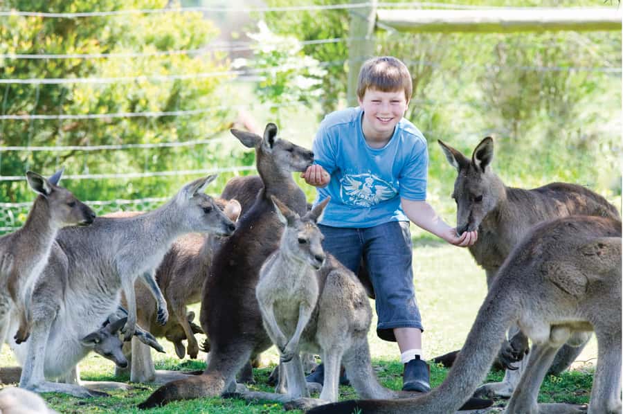 Melbourne: Penguin Parade & Phillip Island Scenic Day Tour - Maru Koala and Animal Park: useful, but an extra charge