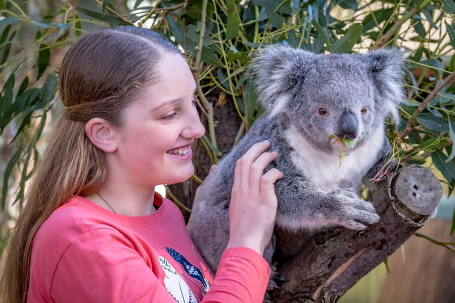 Melbourne: Penguin Parade & Phillip Island Scenic Day Tour - Who will get the most from this tour