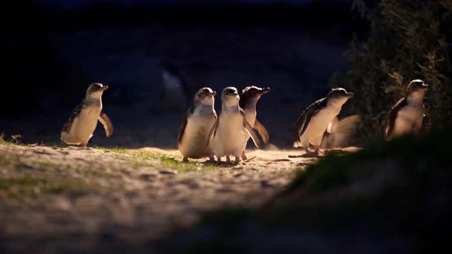 Melbourne: Penguin Parade Tour with Puffing Billy Train Ride - Dinner before the penguins arrive