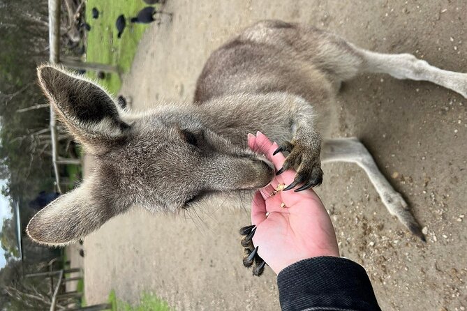 Melbourne Penguin Tour & Wildlife kangaroos koala Emu Tasi Devil - Koalas, tree kangaroos and the value of variety