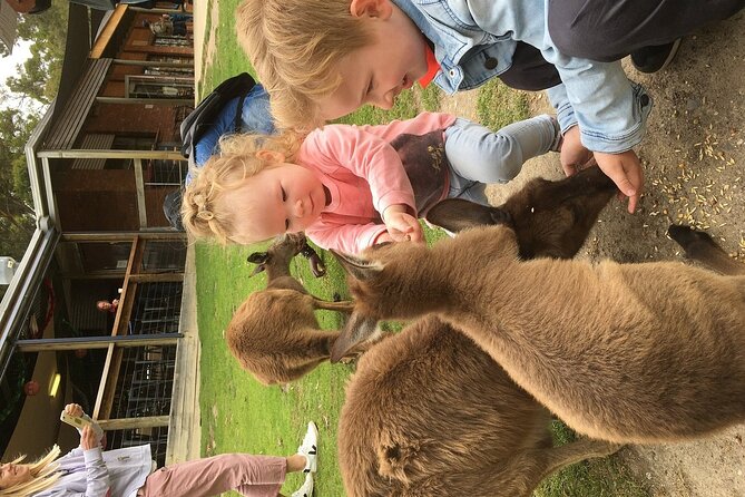 Melbourne Penguin Tour & Wildlife kangaroos koala Emu Tasi Devil - Lunch and an hour to set your own pace