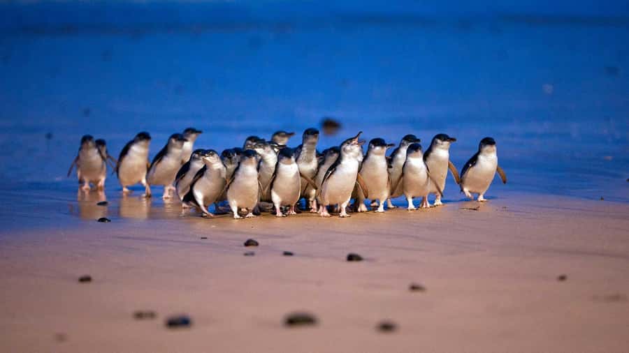 Melbourne: Phillip Island Penguin Parade Watching Day Tour - Leaving Melbourne for Brighton Beach