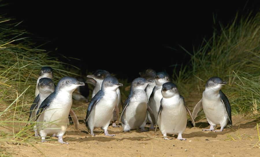 Melbourne: Phillip Island Private Tour with Penguin Parade - Key points to know before booking