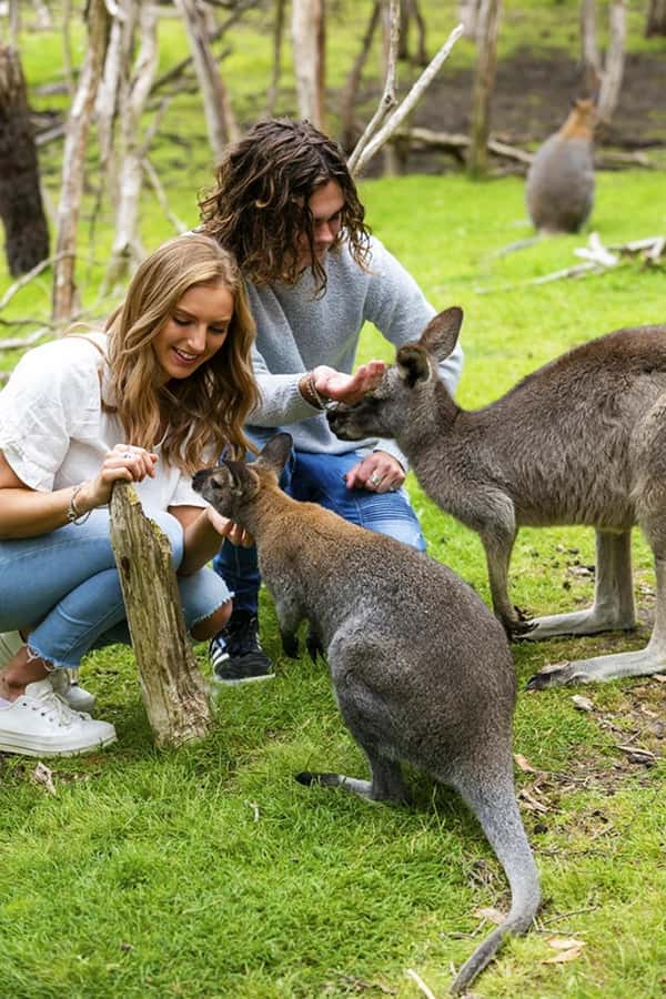 Melbourne: Phillip Island Private Tour with Penguin Parade - Why the Penguin Parade is worth the long day