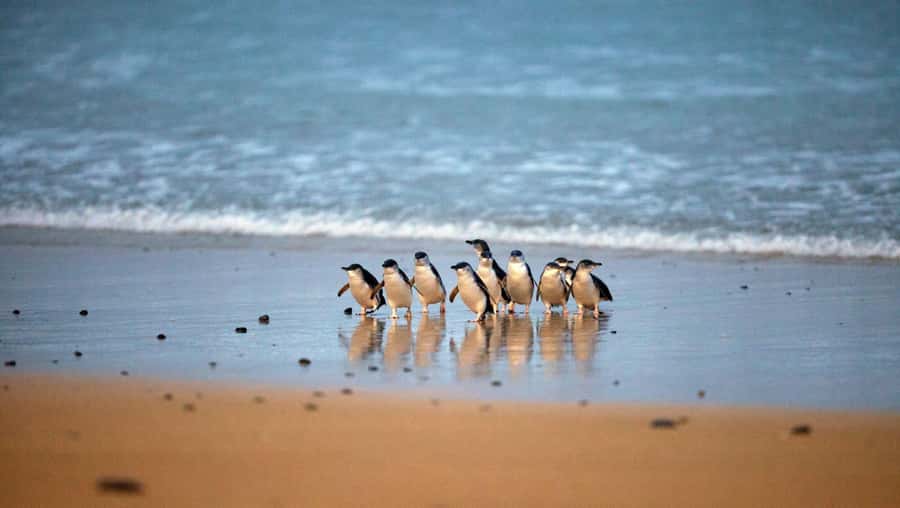 Melbourne: Phillip Island Private Tour with Penguin Parade - The private drive changes the feel of the day