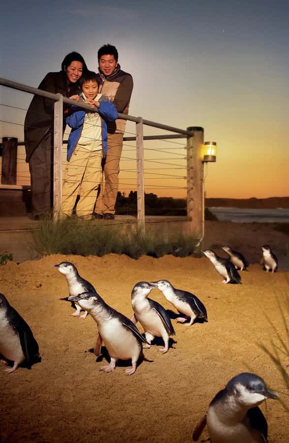 Melbourne: Phillip Island Private Tour with Penguin Parade - Farmland and Phillip Island’s rugged coast