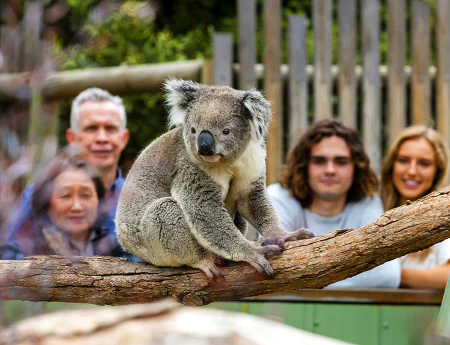 Melbourne: Phillip Island Private Tour with Penguin Parade - What the full schedule feels like