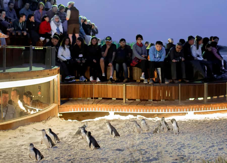 Melbourne: Phillip Island Private Tour with Penguin Parade - Moonlit Sanctuary brings Australian wildlife close