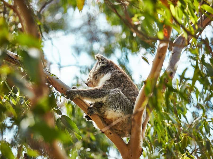 Melbourne: Phillip Island Private Trip, Penguin and Wildlife - A short pause in Cowes