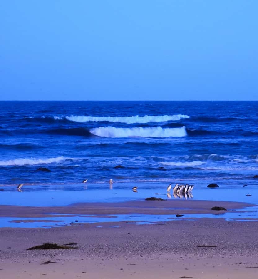 Melbourne: Phillip Island Private Trip, Penguin and Wildlife - What the $261 price really covers