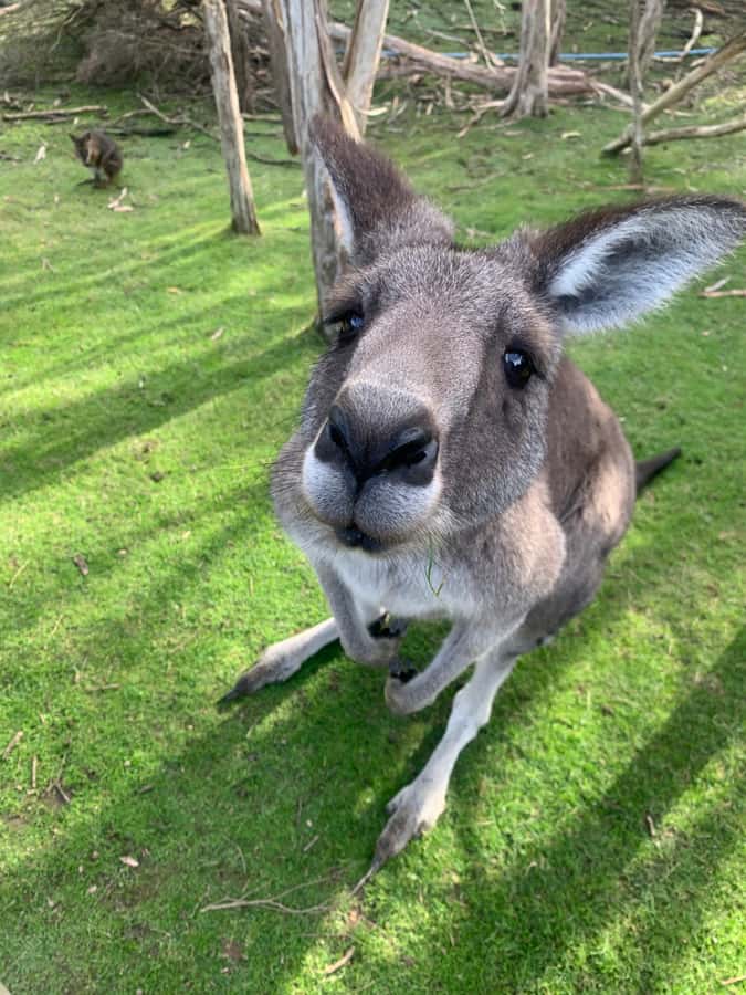 Melbourne: Phillip Island Tour & Penguin Parade - Key points to know before booking