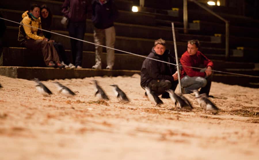 Melbourne: Phillip Island Tour & Penguin Parade - Woolamai Surf Beach shows Phillip Island’s wilder side