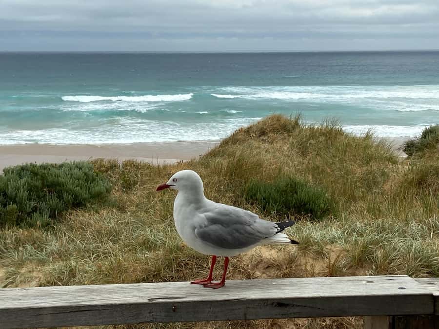 Melbourne: Phillip Island Tour & Penguin Parade - The Nobbies and Seal Rock deliver the big coastal views