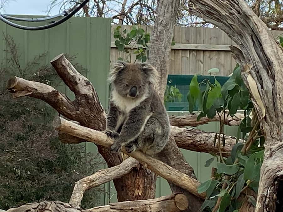 Melbourne: Phillip Island Tour & Penguin Parade - What the $113 price really covers