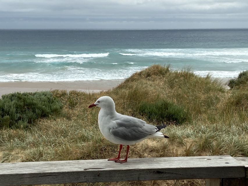 Melbourne: Phillip Island Tour & Penguin Parade - Guides can make or break the day