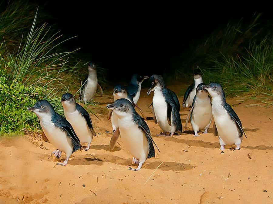 Melbourne: Phillip Island Tour w/ Hop-on Bus or Seal Cruise - Why the Wildlife Route has a clearer focus