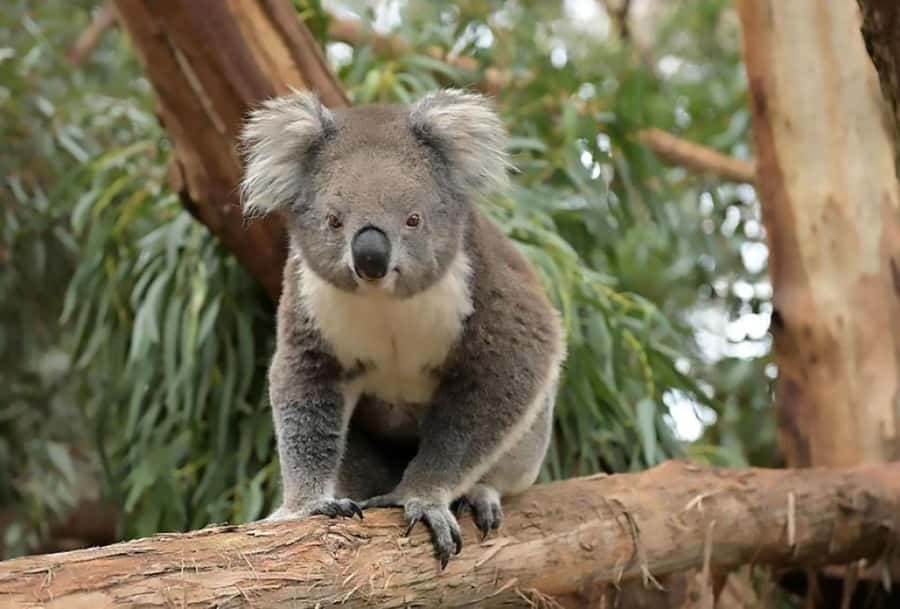 Melbourne: Phillip Island Tour w/ Hop-on Bus or Seal Cruise - Waiting for sunset at The Nobbies
