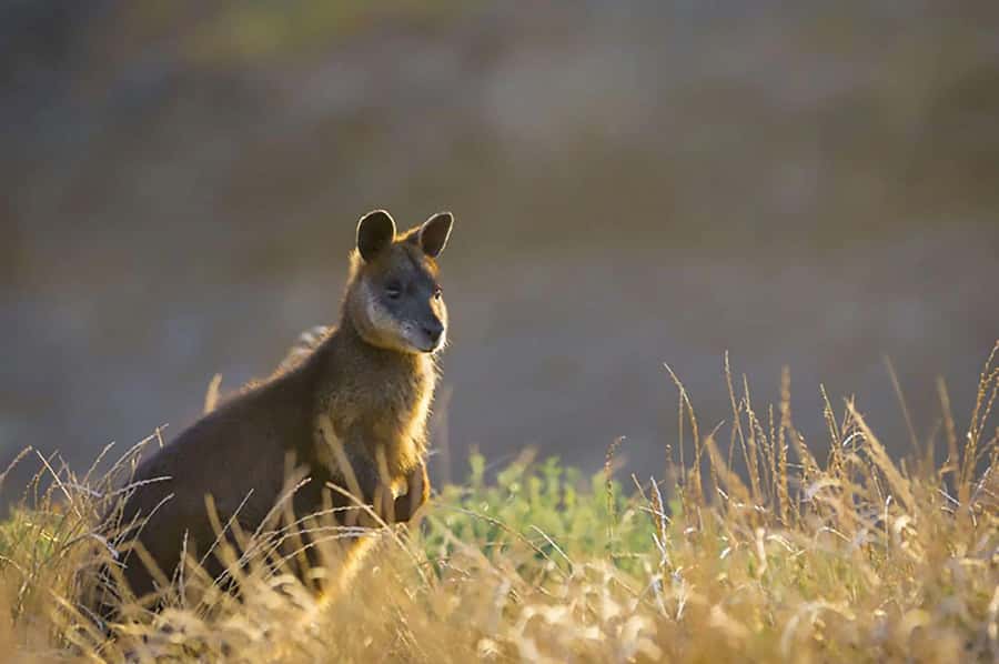 Melbourne: Phillip Island Tour w/ Hop-on Bus or Seal Cruise - Is $109 a fair price?