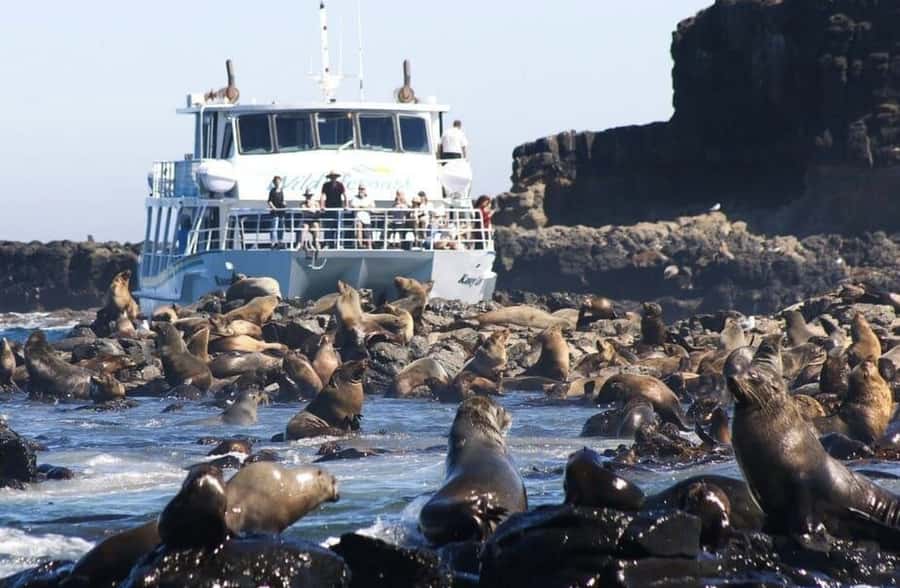 Melbourne: Phillip Island Tour w/ Hop-on Bus or Seal Cruise - What makes the Explorer Route worthwhile