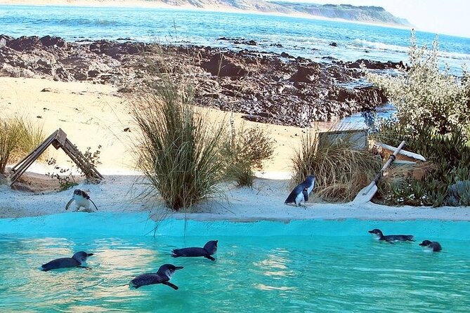 Melbourne Private Penguins Koalas TOUR-Melbourne City Tour JEWELS - Key points at a glance