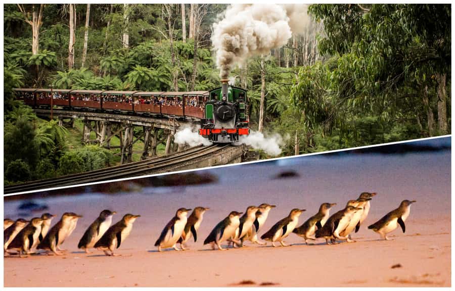 Melbourne: Puffing Billy Railway & Penguin Parade Day Tour - Key points to know before booking