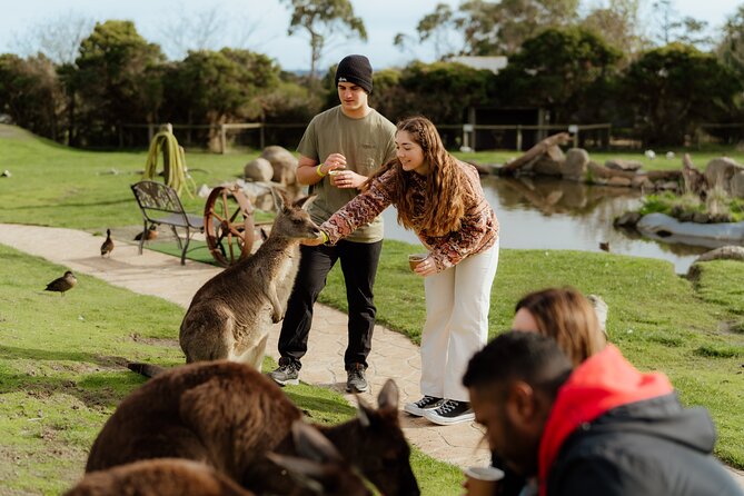 Melbourne Puffing Billy Train and Penguin Parade Day Tour Escape - What the $121.21 price really covers