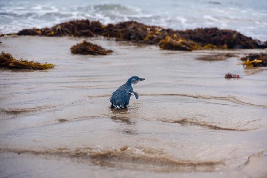 Melbourne: Puffing Billy Train & Penguin Island Excursion - Waiting for the little penguins