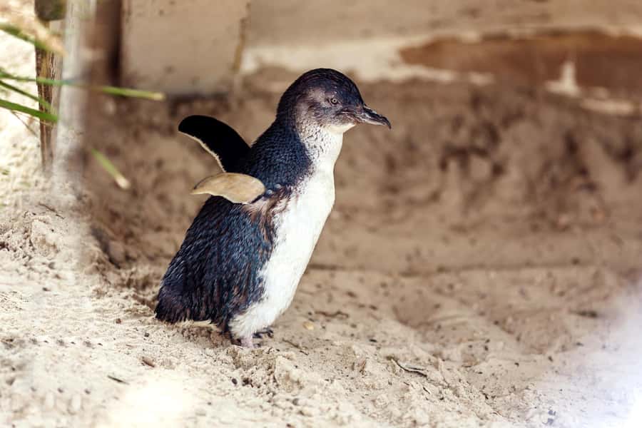 Melbourne: Puffing Billy Train & Penguin Parade Adventure - Why Puffing Billy makes this more than a standard day trip