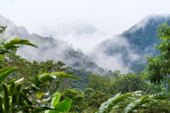 MINDO CLOUD FOREST - Nature & Birds - Personalized Experience - Key points to know before booking