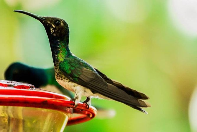 MINDO CLOUD FOREST - Nature & Birds - Personalized Experience - What the guide can add to the experience