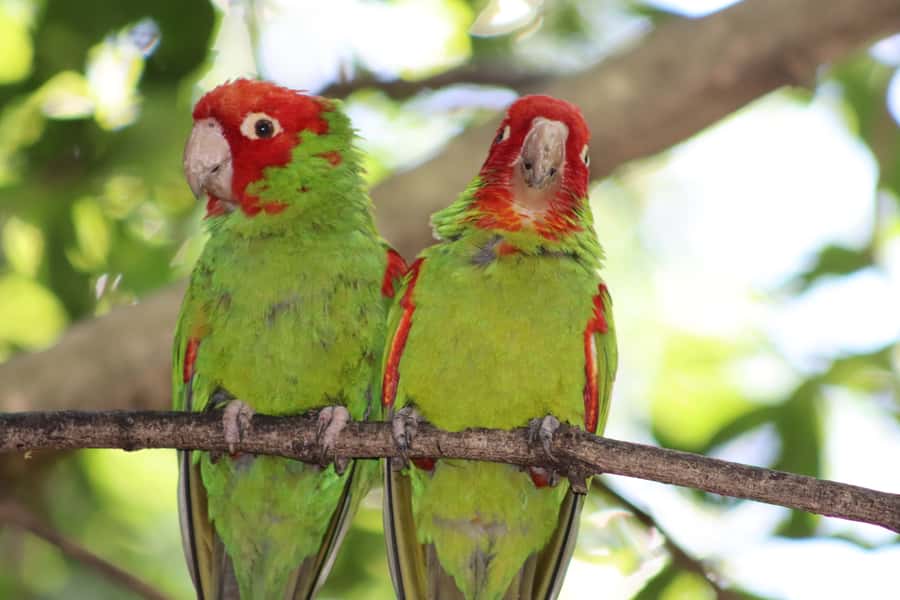 Monkeyland, Birds of Eden, Jukani - Animal Sanctuaries - Three sanctuaries, three very different days